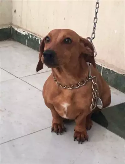  صورة 2 dachshund كلب داتشهوند