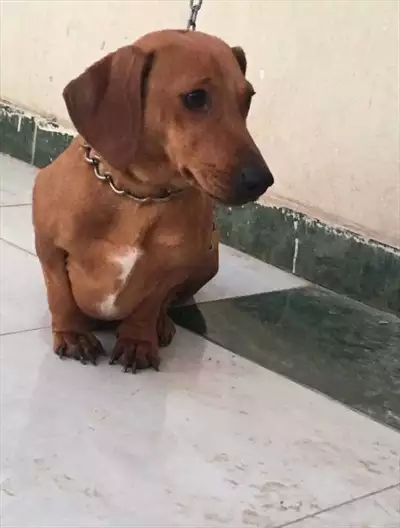  صورة 1 dachshund كلب داتشهوند