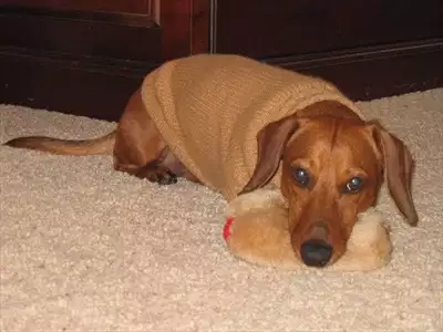  صورة 3 dachshund كلب داتشهوند