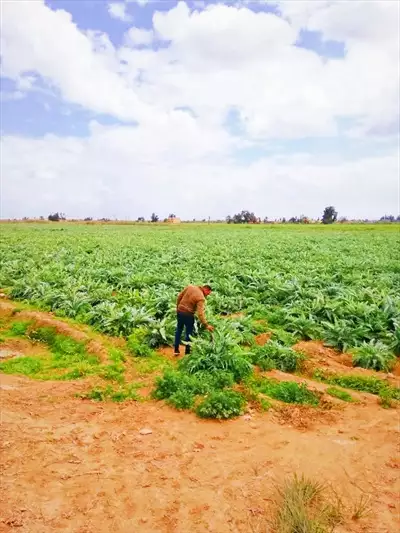  صورة 3 اراضى زراعية 24 ونص فدان للبيع عقد نهائى من المالك