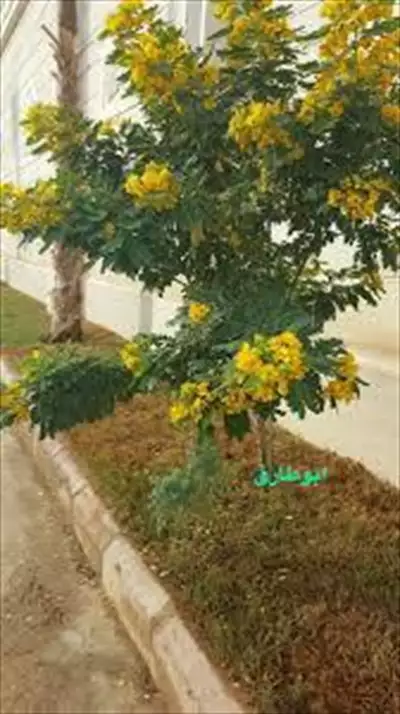  صورة 2 متوفر شجره كاسيا الجلوكا