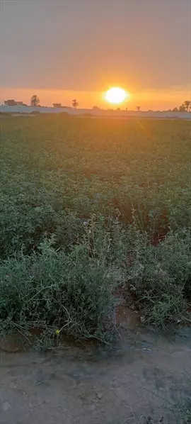 صورة - ارض زراعية للبيع 5 فدان