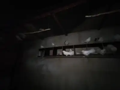  صورة 4 البصره الزبير الشعيبه